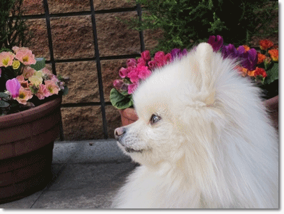 b0167519_9192465.gif