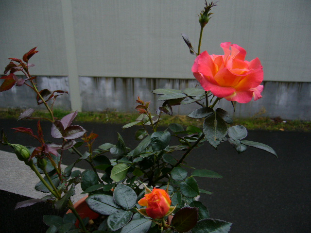 d0000324_13195279.jpg