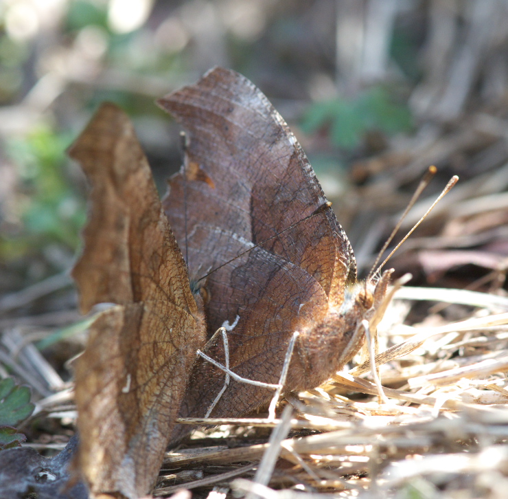 キタテハ他　in埼玉県北部20110319③_a0126632_13125923.jpg