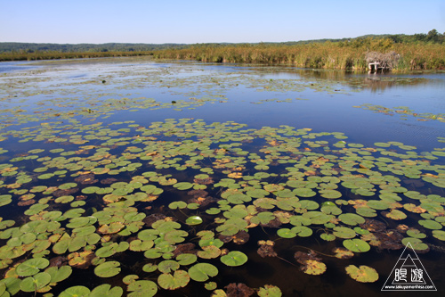 097 Rice Lake ~米湖でフィッシング~_c0211532_23313459.jpg