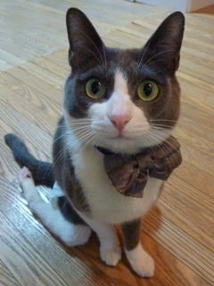猫のお友だち 珊瑚ちゃん祿太くん編。_a0143140_2244910.jpg
