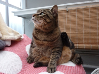 猫のお友だち 珊瑚ちゃん祿太くん編。_a0143140_2246247.jpg