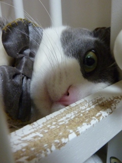 猫のお友だち 珊瑚ちゃん祿太くん編。_a0143140_2250589.jpg