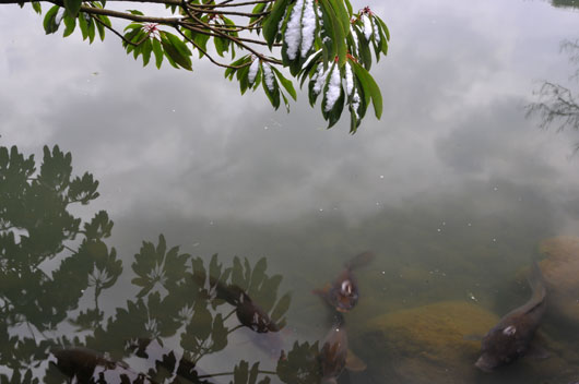 c0093046_985978.jpg