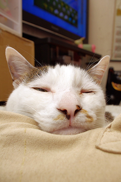 あっしは、眠いのですが・・・_a0028451_2394846.jpg