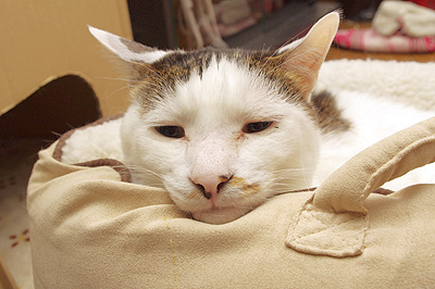 あっしは、眠いのですが・・・_a0028451_2421354.jpg