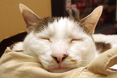 あっしは、眠いのですが・・・_a0028451_2442730.jpg