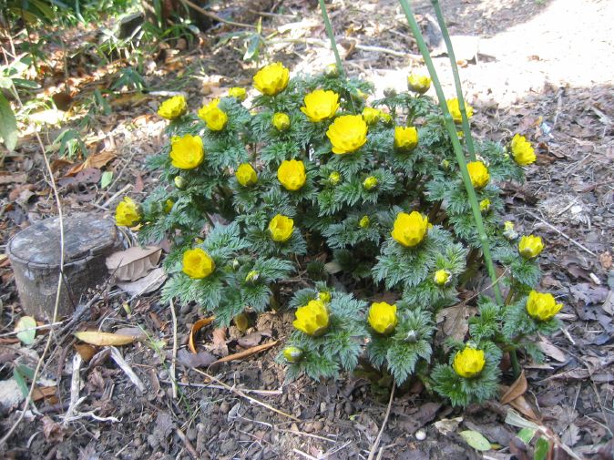 お誕生日に、芽吹きからの、福寿草の花束を。_b0072051_13421990.jpg