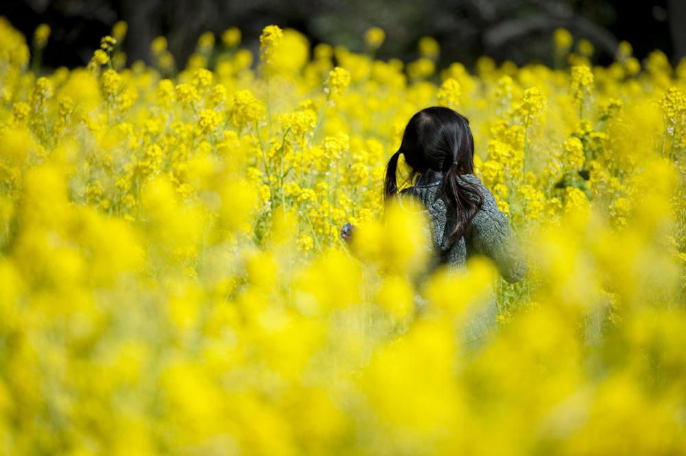 浜離宮恩賜庭園へ菜の花撮って来た_a0164456_1971119.jpg