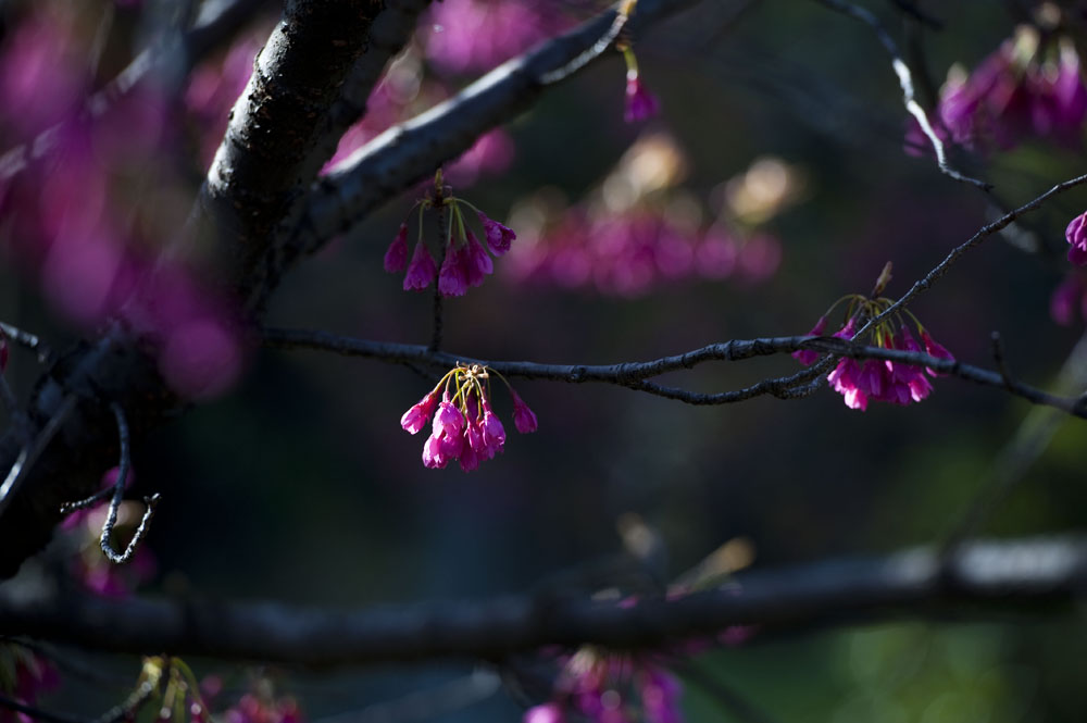 浜離宮恩賜庭園へ菜の花撮って来た_a0164456_1971187.jpg