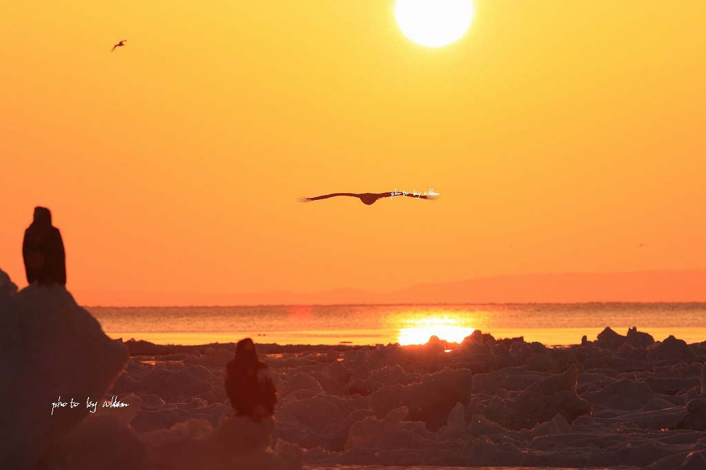 第二弾流氷とオオワシ君より～_a0039860_16275981.jpg