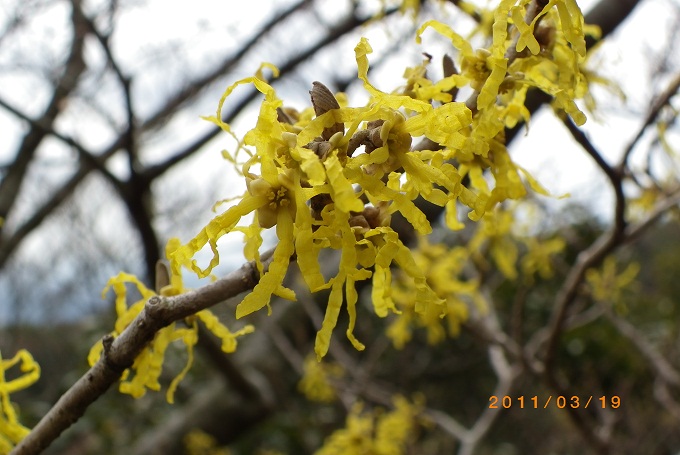 マンサクの花香る背振の山_f0016066_61855.jpg