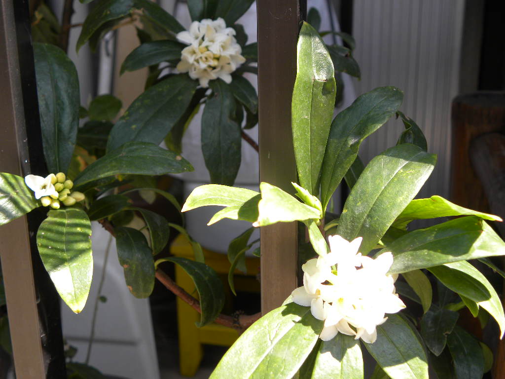 この花の香りに癒されました_c0162773_12141839.jpg