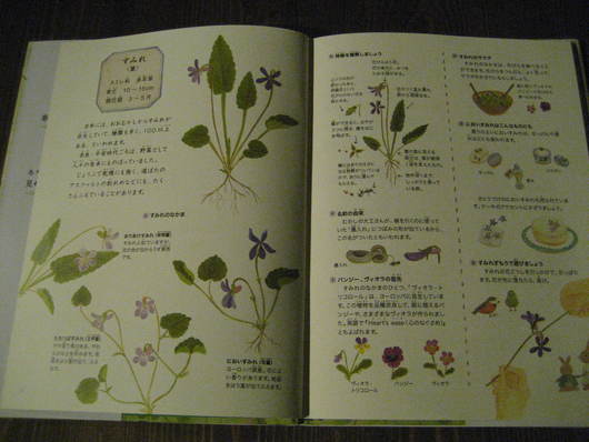 野の花の本を見つけました アトリエ ののか