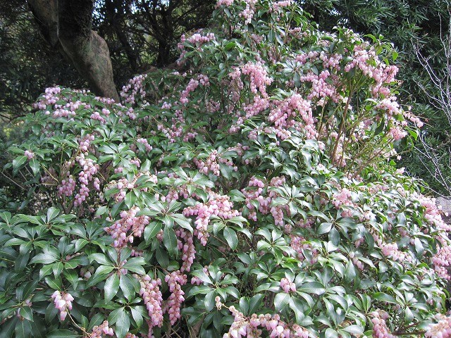 b0182884_1024556.jpg