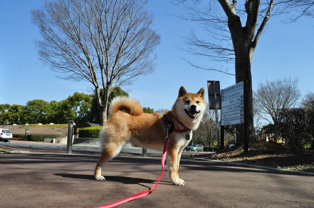 春の色、いろいろ。_a0126590_0562452.jpg