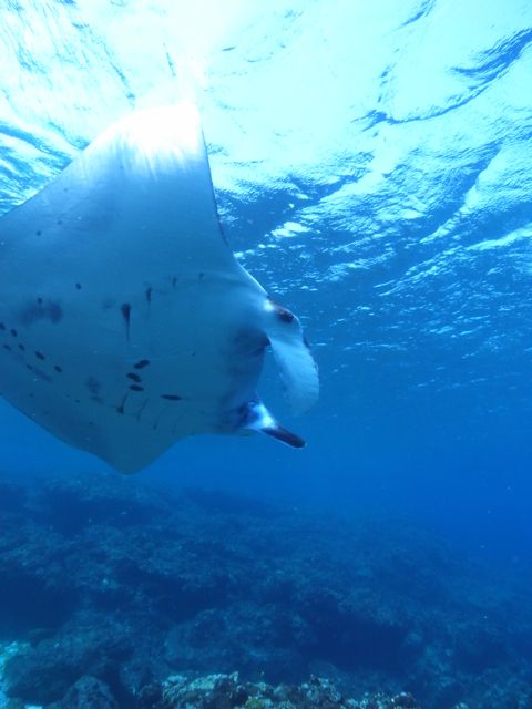 久米島の海・ふつかめ！【2011年3月6日】_f0053895_19124743.jpg