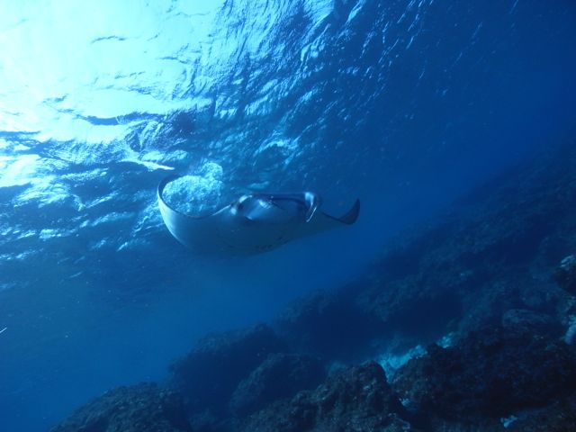 久米島の海・ふつかめ！【2011年3月6日】_f0053895_19125139.jpg