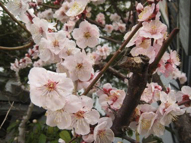 a0101802_14455536.gif