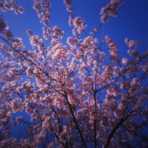 河津桜が咲きました_c0016712_016586.jpg