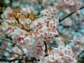 c0065512_9475219.jpg