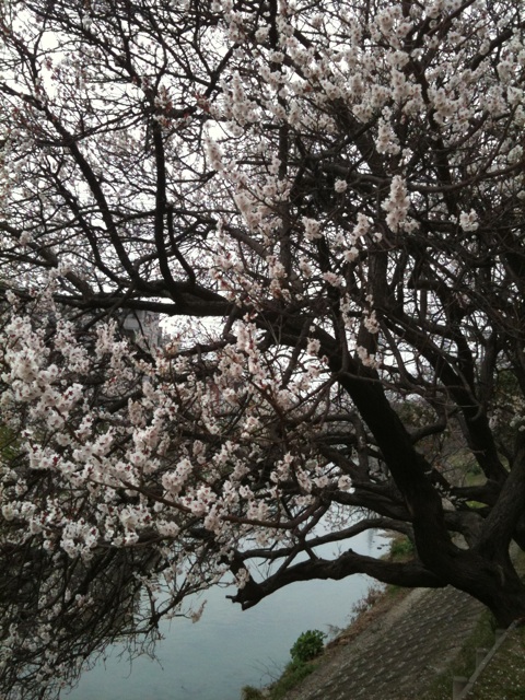 気が早い！桜満開！_e0101218_20365640.jpg