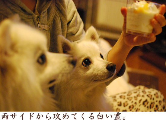 白い犬の霊_d0212419_21355053.jpg