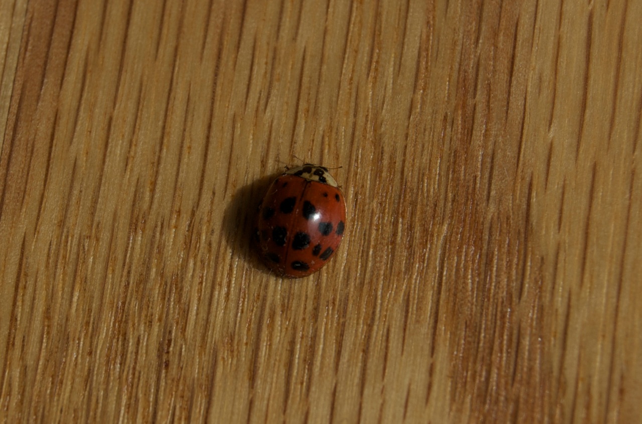 Lady Bug てんとう虫 ファルマウスミー