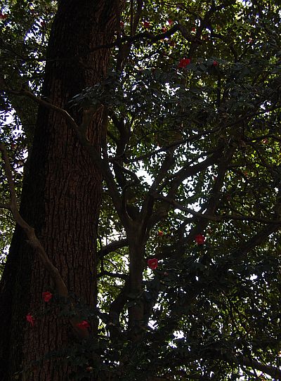 e0108126_1263486.jpg