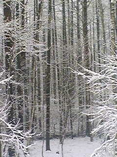 f0148927_94493.jpg