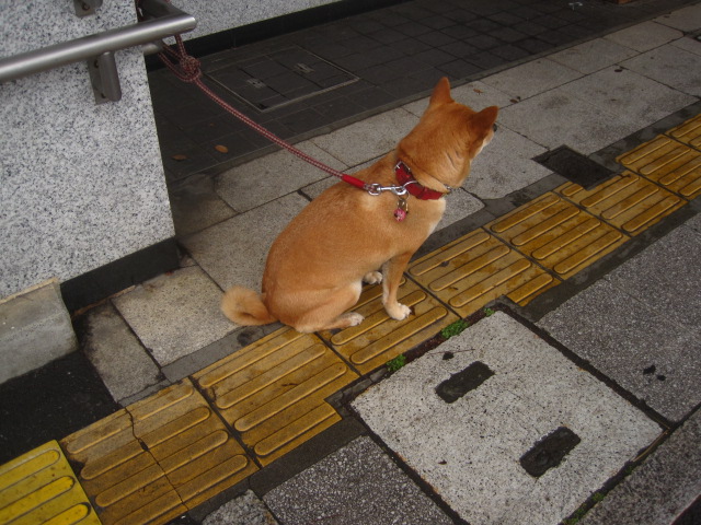 犬と老人_c0102228_1840759.jpg