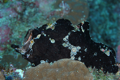 ブリ_b0186442_20591855.jpg