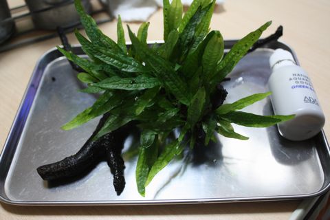 ミクロソリウムsp. スモールリーフ : Cubic Aqua