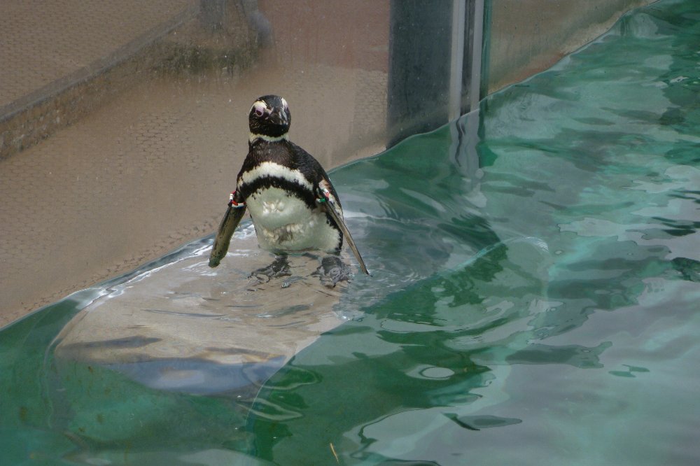マゼランペンギン!_e0065084_20252936.jpg
