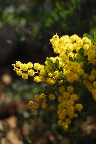 c0124100_2332242.jpg