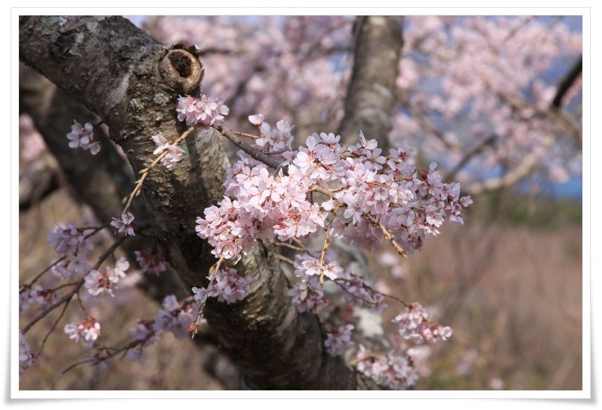 馬瀬山のしだれ桜_a0057905_20553486.jpg