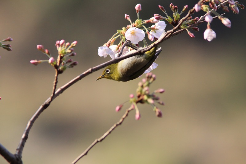 馬瀬山のしだれ桜_a0057905_2163420.jpg