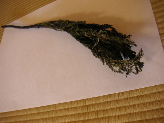 a0056406_626407.jpg