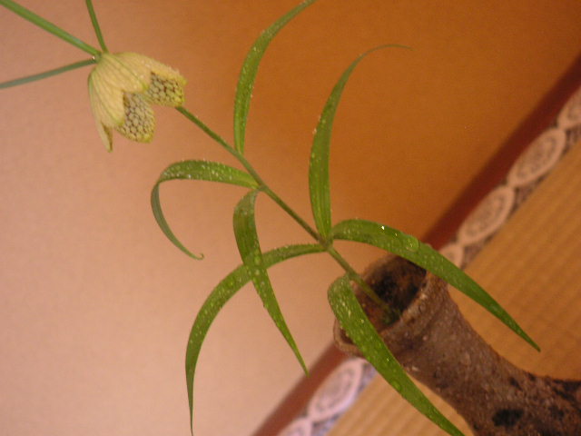 a0056406_6274536.jpg