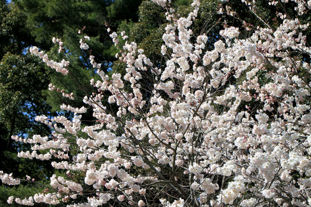 京の花だより 植物園1_e0048413_20362630.jpg