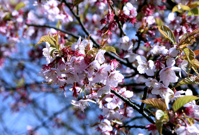 京の花だより 植物園1_e0048413_20371034.jpg