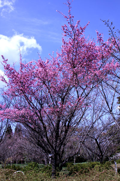 京の花だより 植物園1_e0048413_20373194.jpg