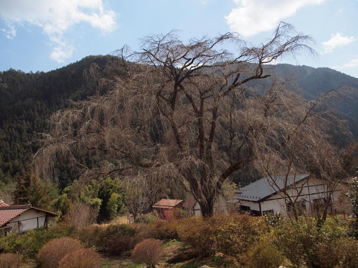 湯の山の枝垂桜とその近く_c0116915_23475636.jpg