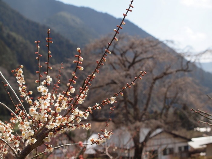 湯の山の枝垂桜とその近く_c0116915_23492137.jpg