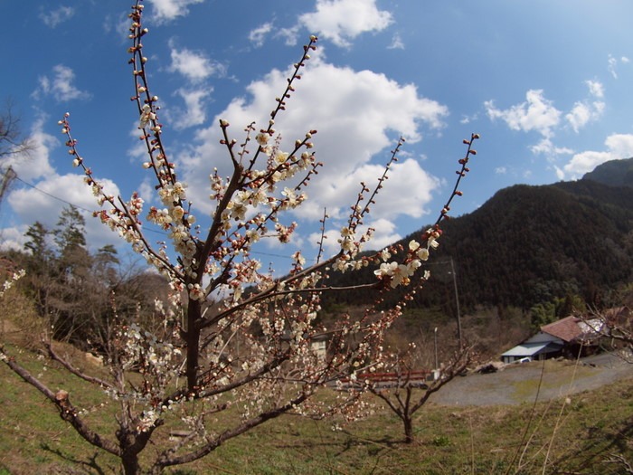 湯の山の枝垂桜とその近く_c0116915_23504545.jpg