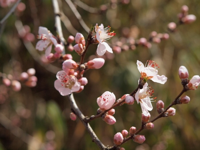 湯の山の枝垂桜とその近く_c0116915_23511740.jpg