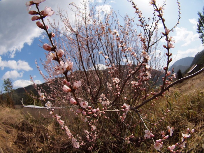 湯の山の枝垂桜とその近く_c0116915_23513792.jpg