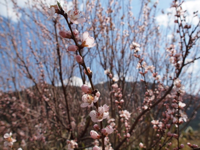 湯の山の枝垂桜とその近く_c0116915_2351563.jpg