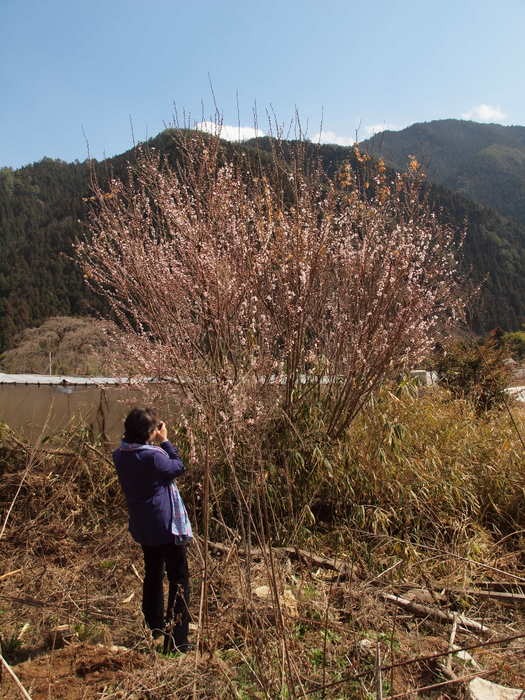 湯の山の枝垂桜とその近く_c0116915_23522321.jpg