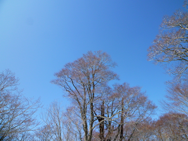 雪の大日岳 　1,708.9Ｍ　に登る　　完_d0170615_8522789.jpg